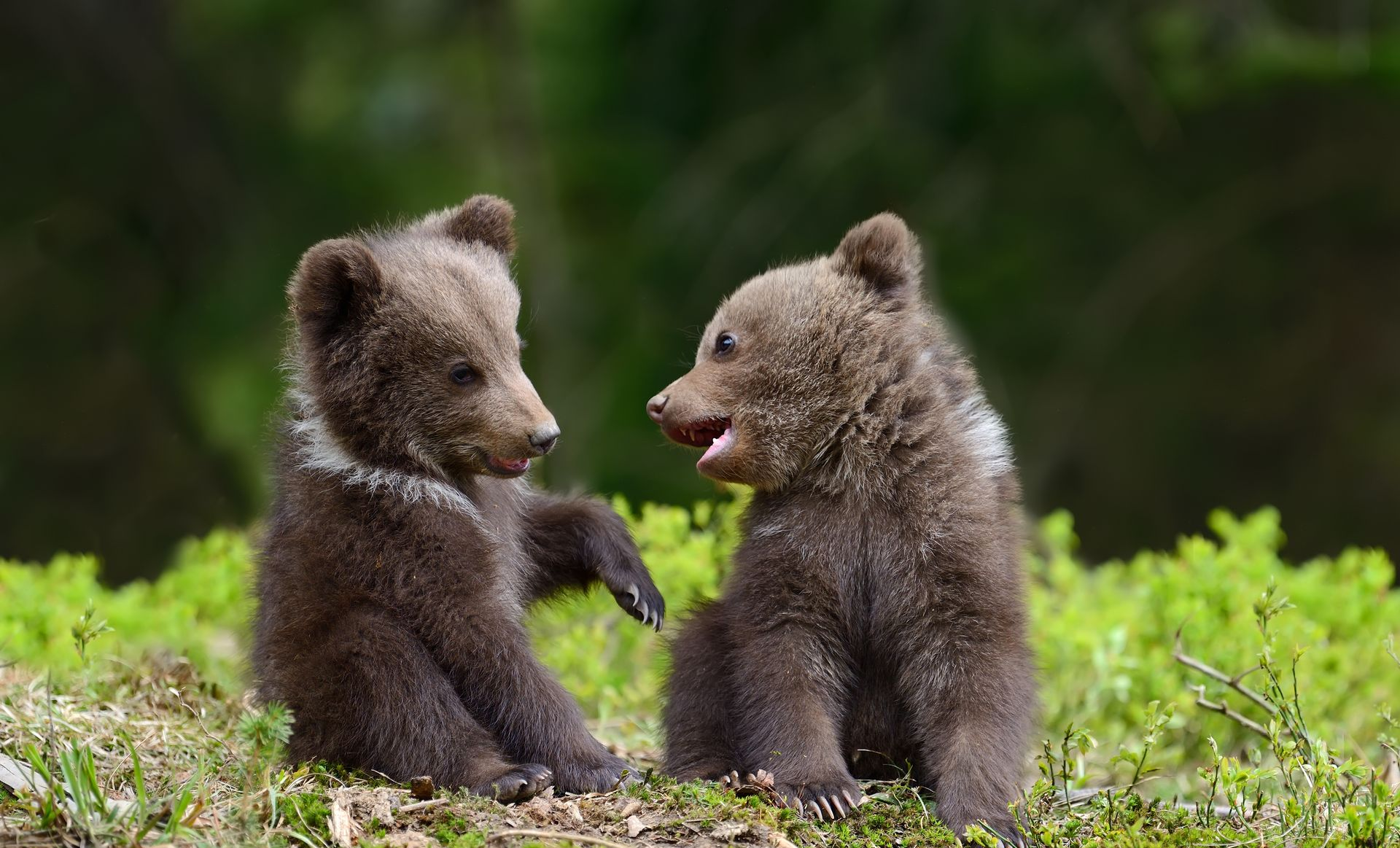 Two brown bear cubs sitting face to face in green grass, one reaching a paw toward the other.