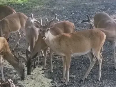 Several deer standing and grazing on the ground outdoors, including one buck with antlers.