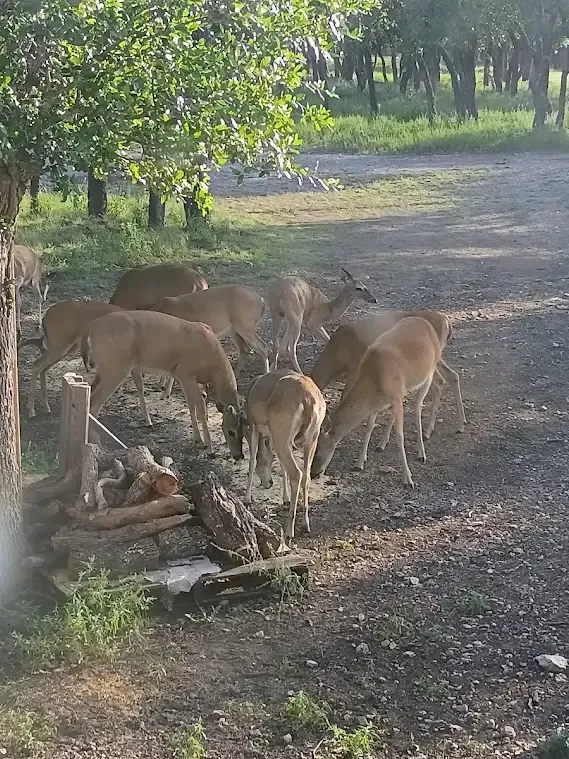 Several deer gathered around a log pile in a wooded clearing.