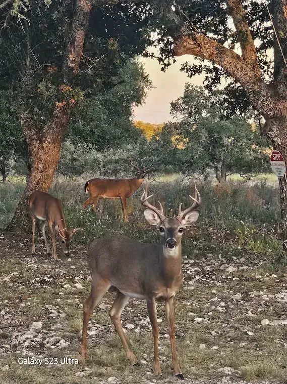 A deer with antlers stands in a wooded area, with two other deer grazing behind it.
