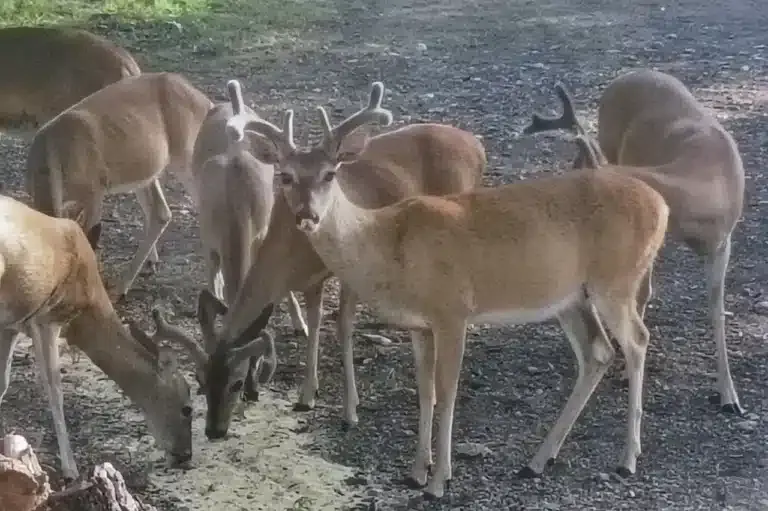 A small herd of tan deer with antlers gathered around food on a dry forest floor.