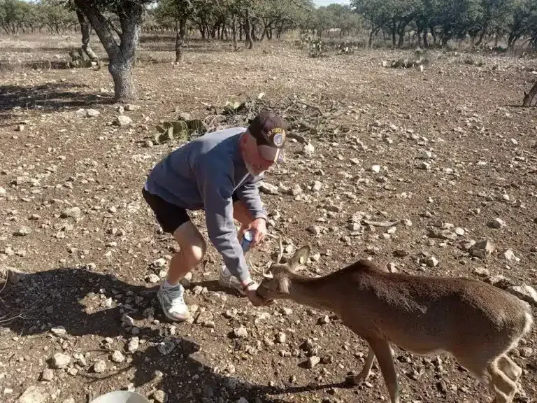 Man feeding a deer in a dry, rocky field with sparse trees.