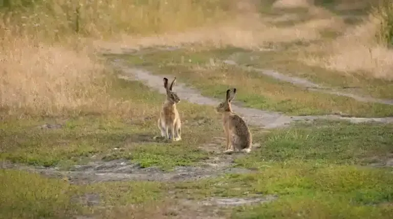 Two rabbits standing on a grassy path in a dry field