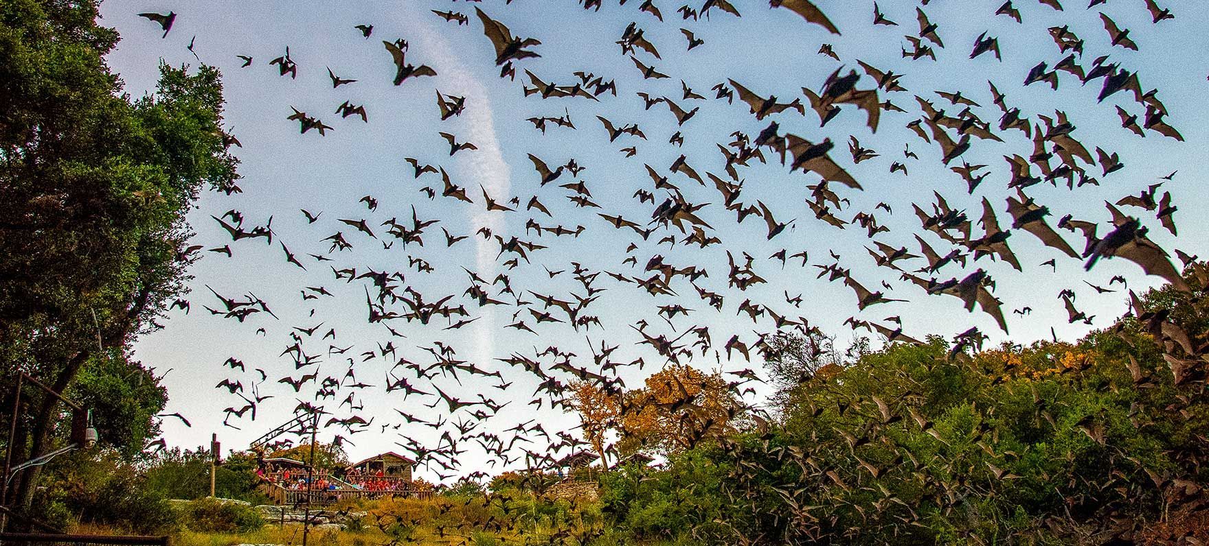 Flock of bats flying over green trees at dusk under a pale blue sky