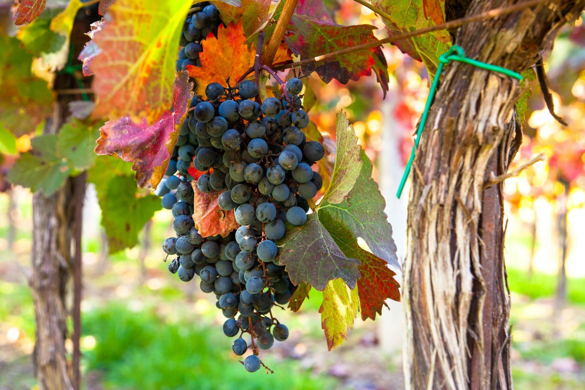 Grapes hanging on a vine in a sunlit vineyard, with green and autumn-colored leaves