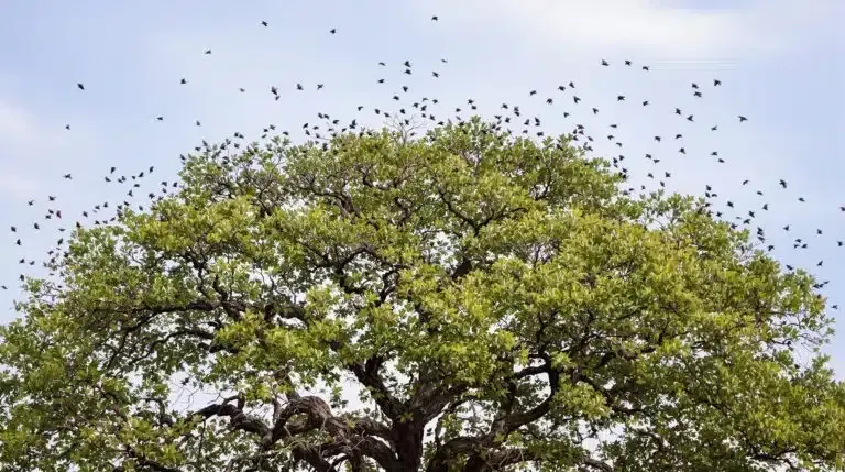Tree canopy filled with many birds against a pale blue sky