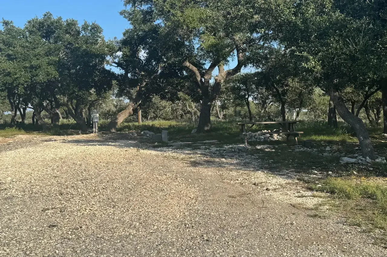 Sunlit grove of olive trees beside a gravel path