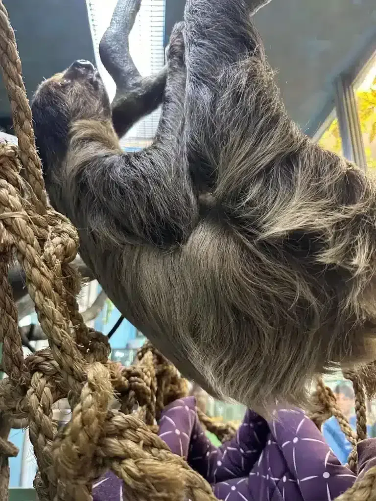 Sloth hanging upside down from ropes in an indoor enclosure, with a person in purple below.