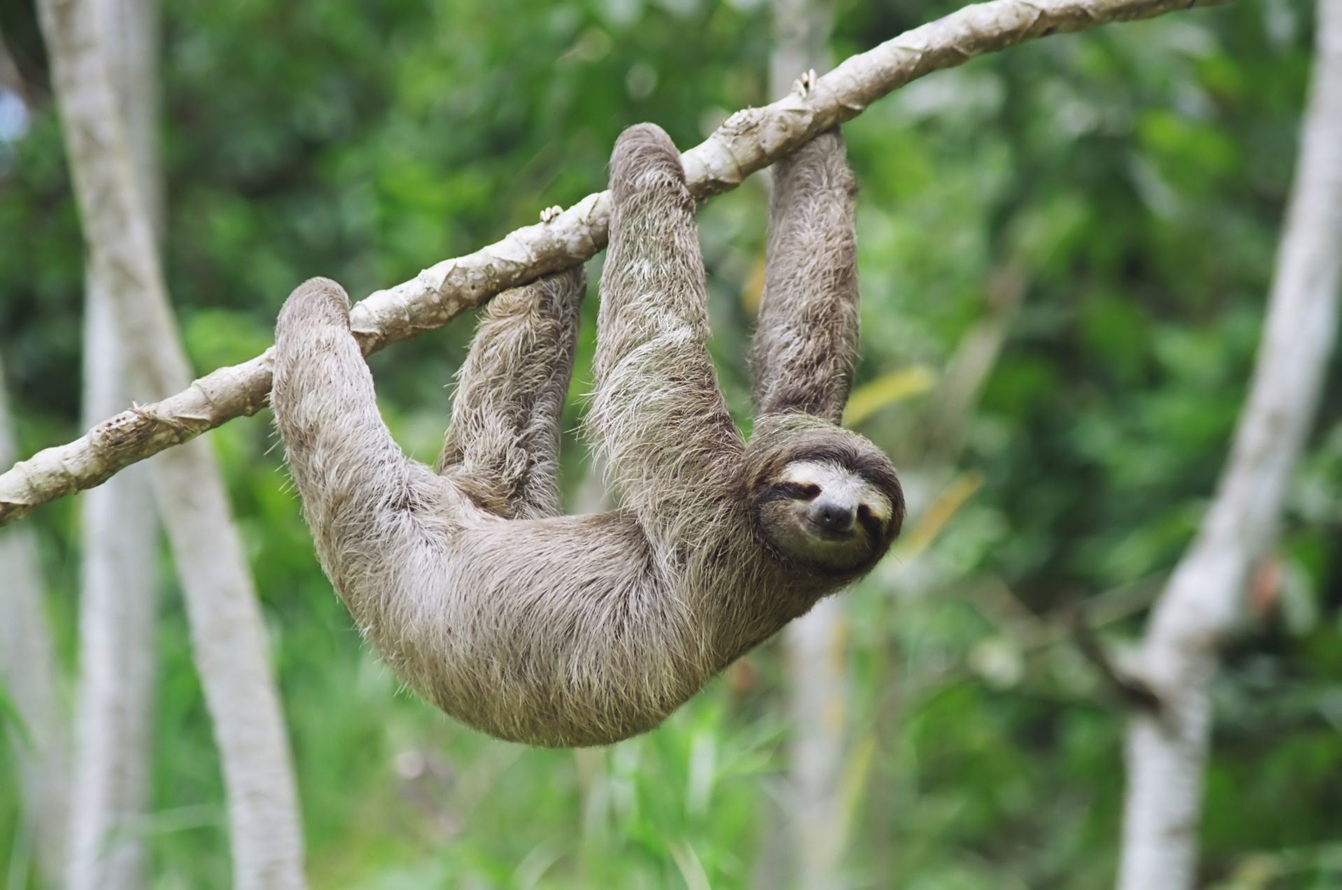 Brown sloth hanging upside down from a tree branch in a green forest