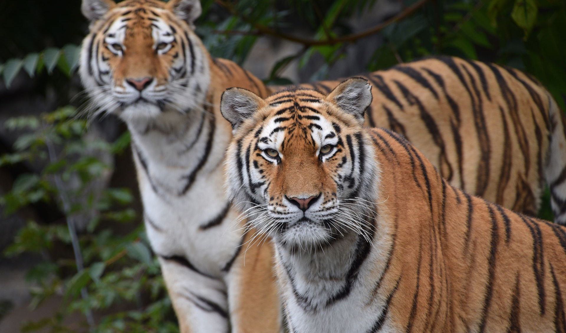 Two tigers in a lush green setting, one standing behind the other, both facing forward