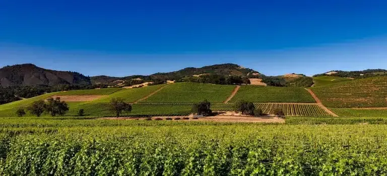 Green vineyard rows stretch across rolling hills under a clear blue sky.