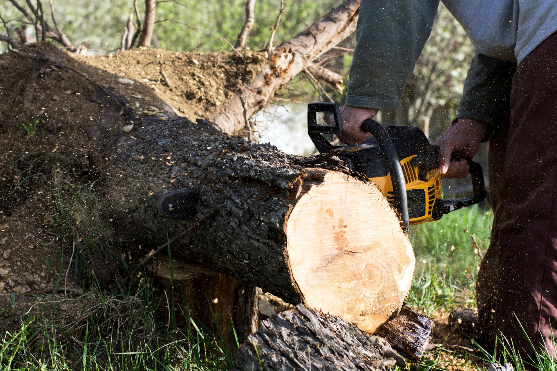 Stump - Lawn Care in Severna Park, MD Stump - Lawn Care in Severna Park, MD