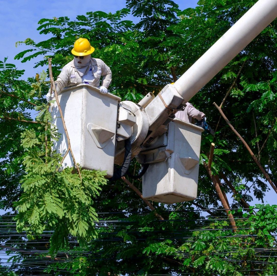 An image of Tree Trimming Services in Simsbury, CT