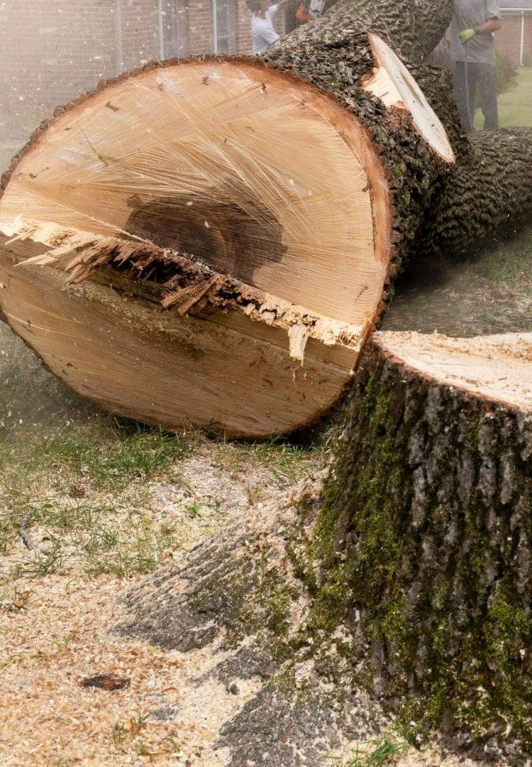 An image of Tree Removal Services in Simsbury, CT