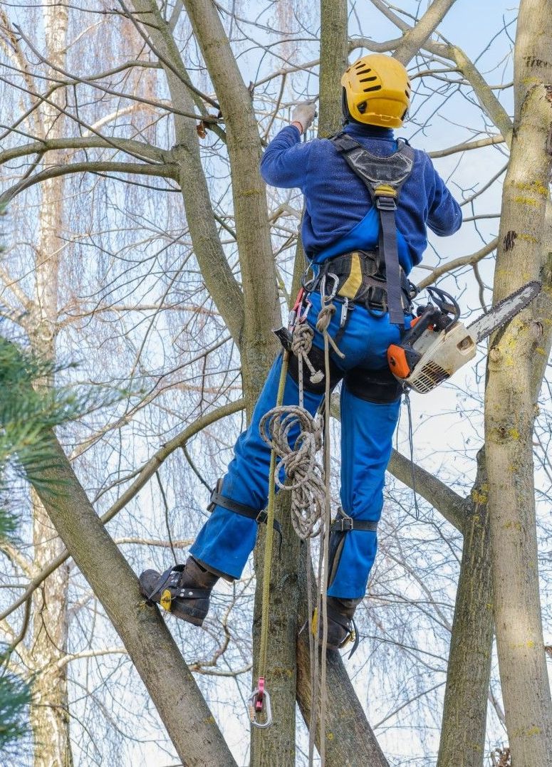 An image of Tree Trimming Services in Simsbury, CT
