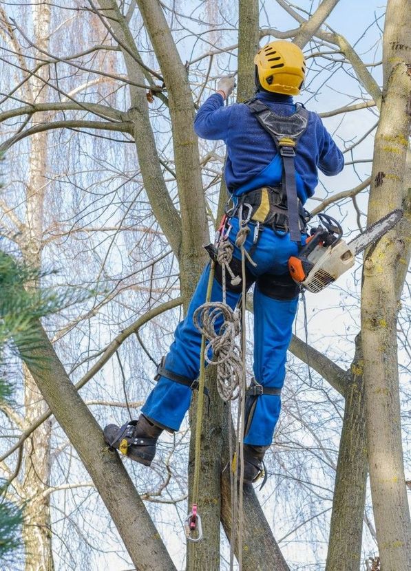 An image of Tree Trimming Services in Simsbury, CT