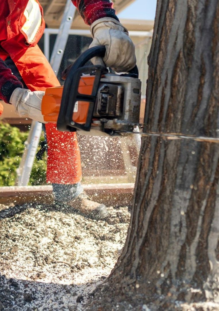 An image of Tree Removal Services in Simsbury, CT