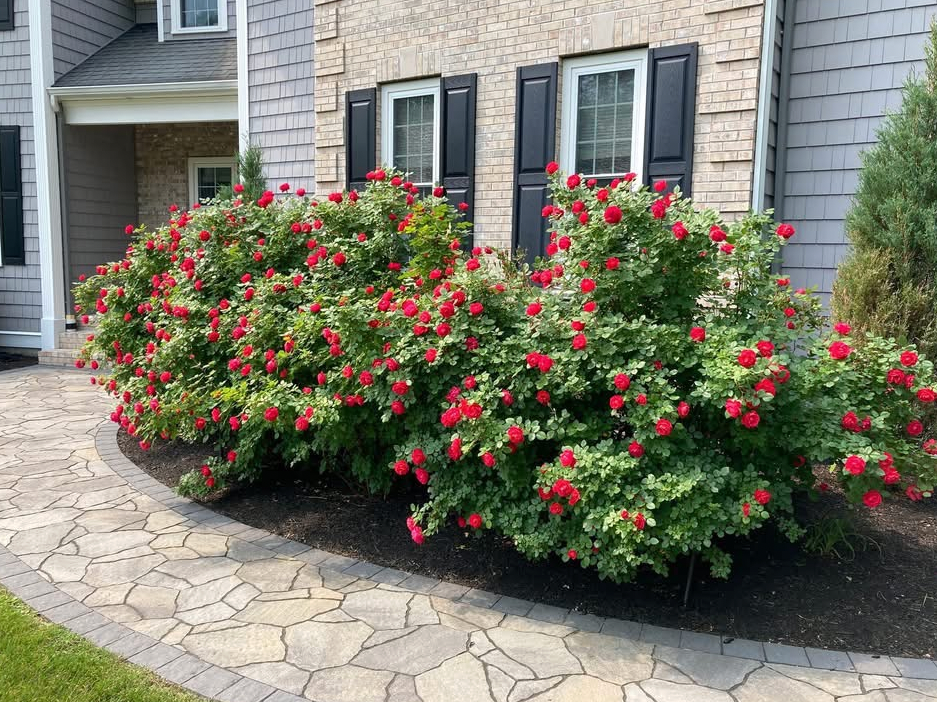 Red rose bushes line a stone walkway in front of a brick house with black shutters.