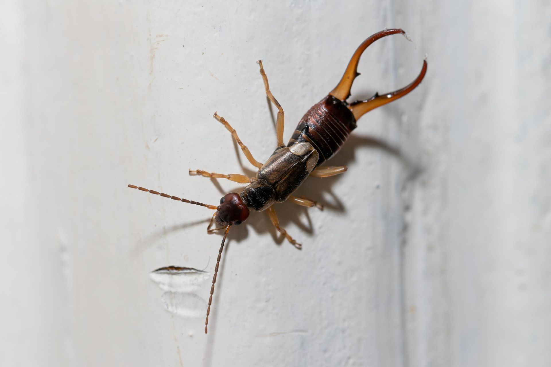 Brown earwig on a white wall near a small chipped paint spot