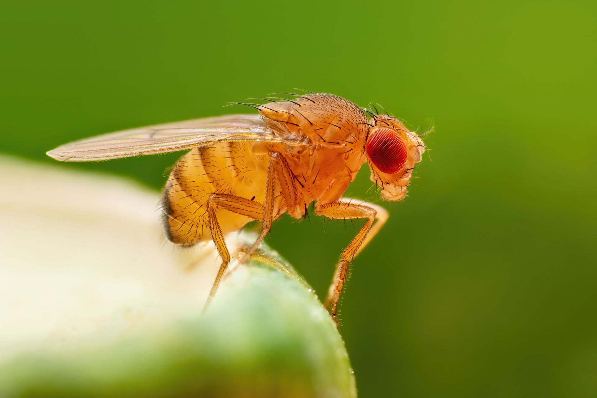 Close-up of a red-eyed fruit fly perched on a green leaf against a blurred green background