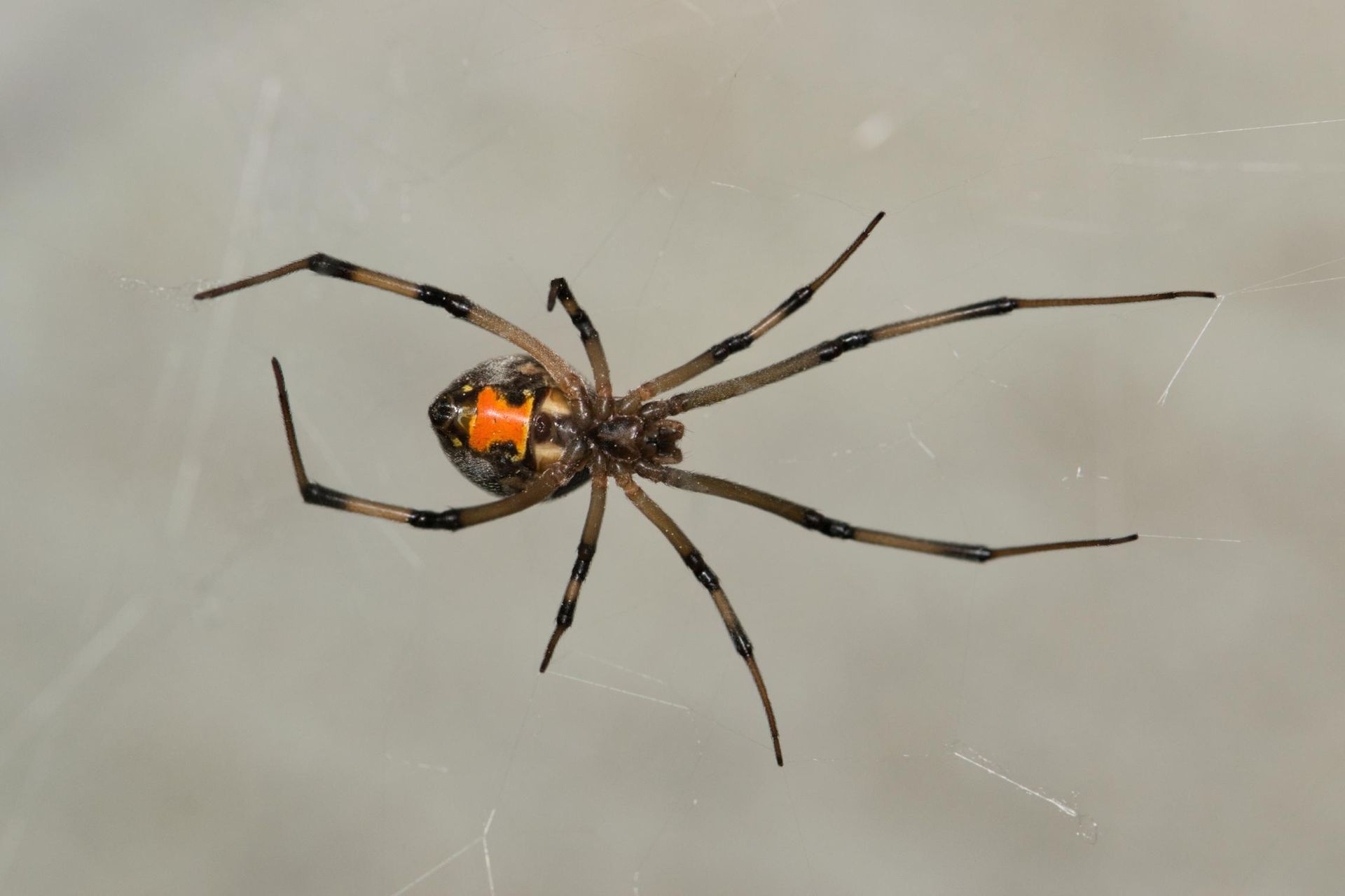 Black widow spider with orange hourglass marking on its underside, on a light background