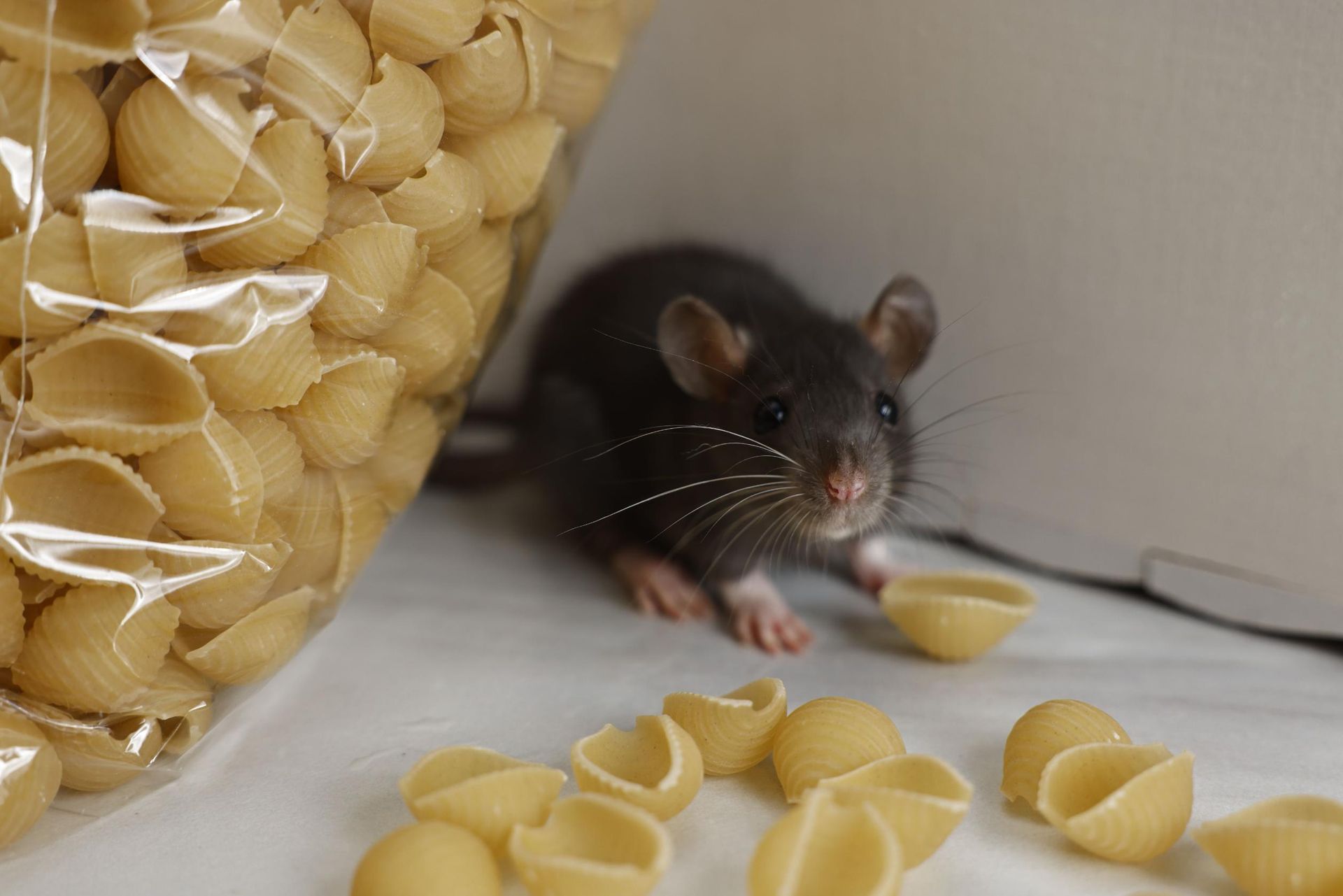 Black mouse peeking beside a bag of pasta with shell noodles scattered on a white surface