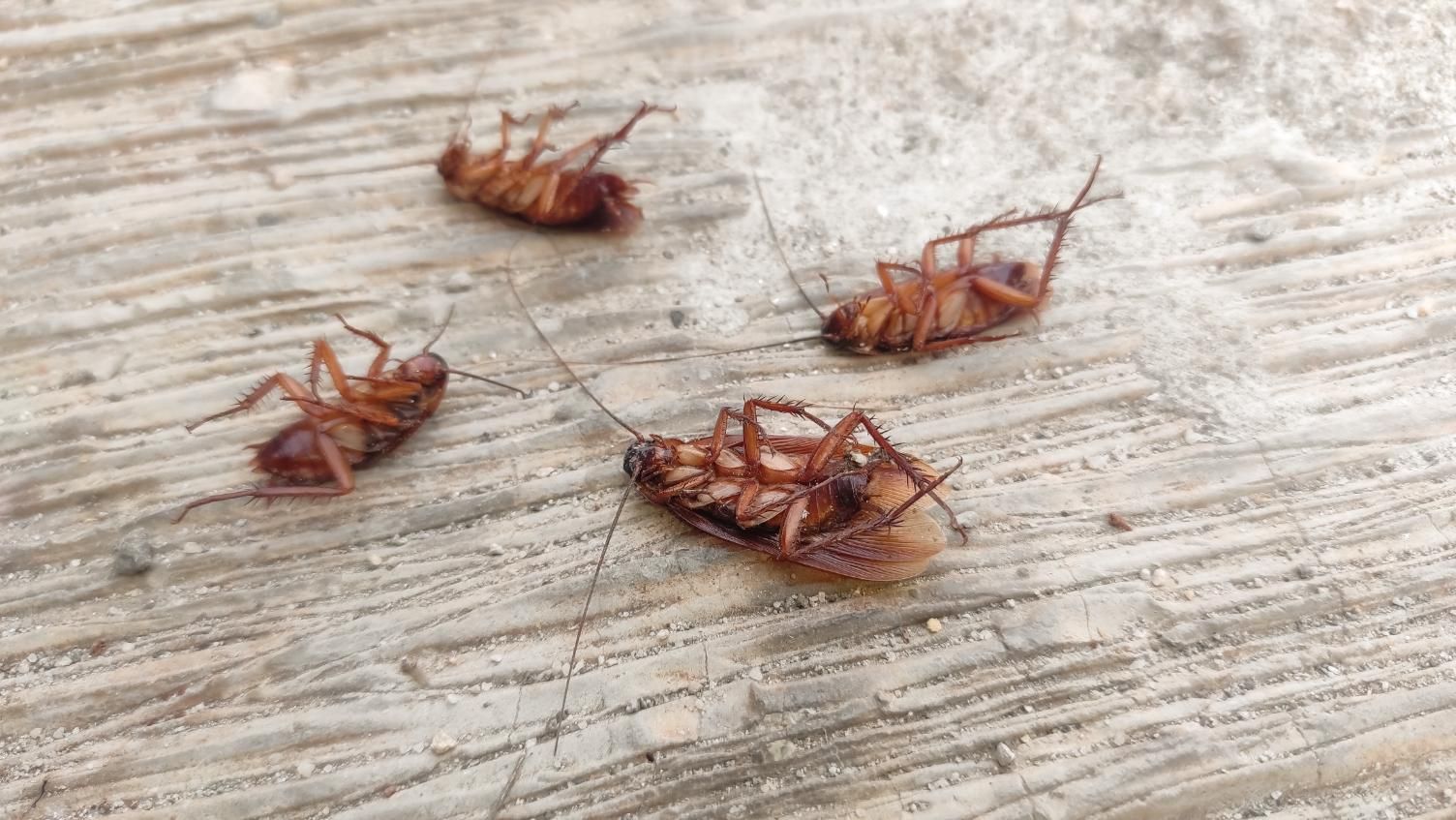 Several small brown insects lying on a weathered wooden surface