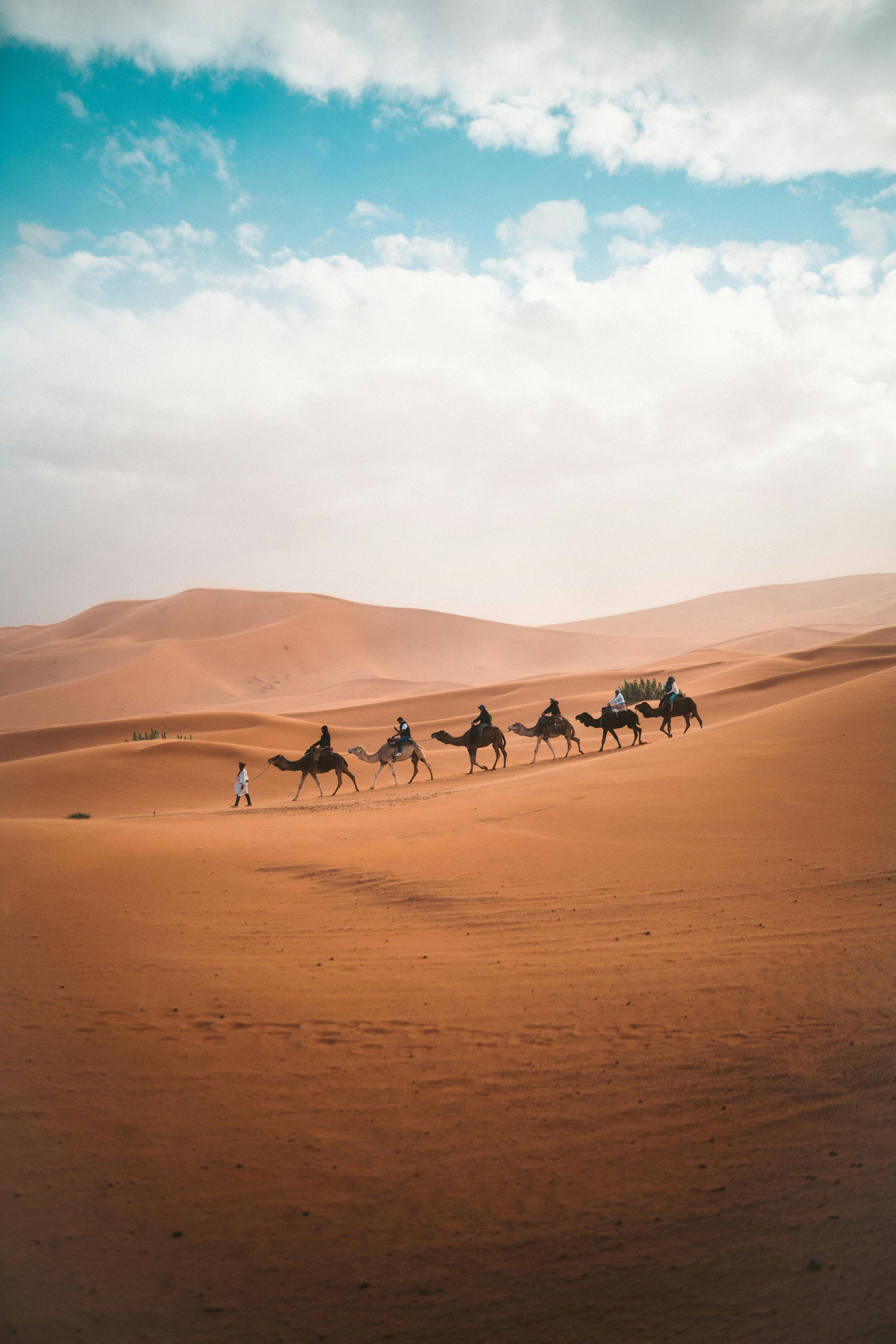 Camels Walking In The Desert