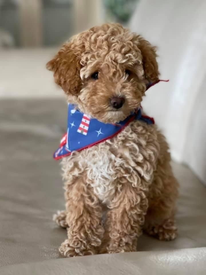 Maltipoo little dog