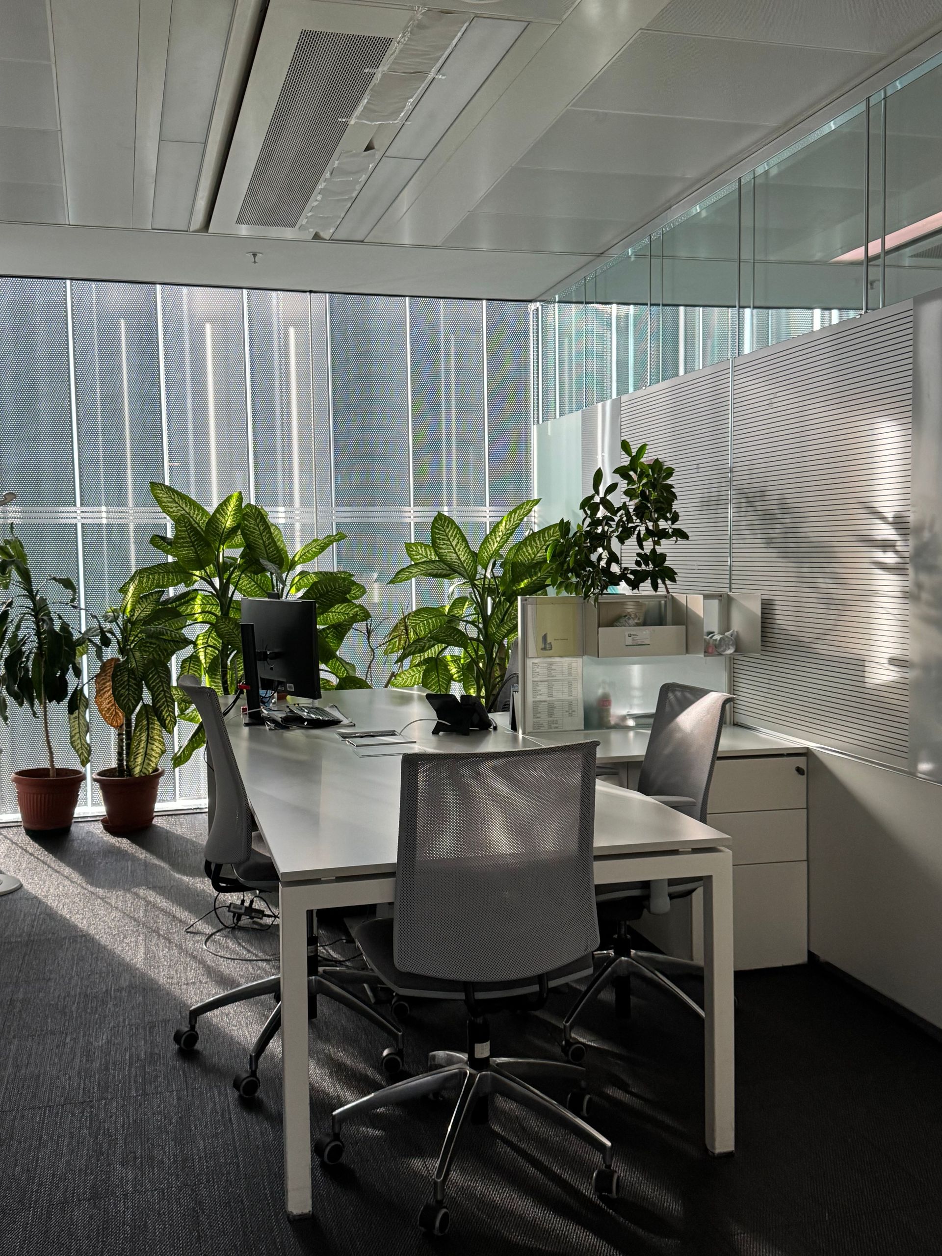 Modern office with white tables, mesh chairs, and potted plants by large frosted windows