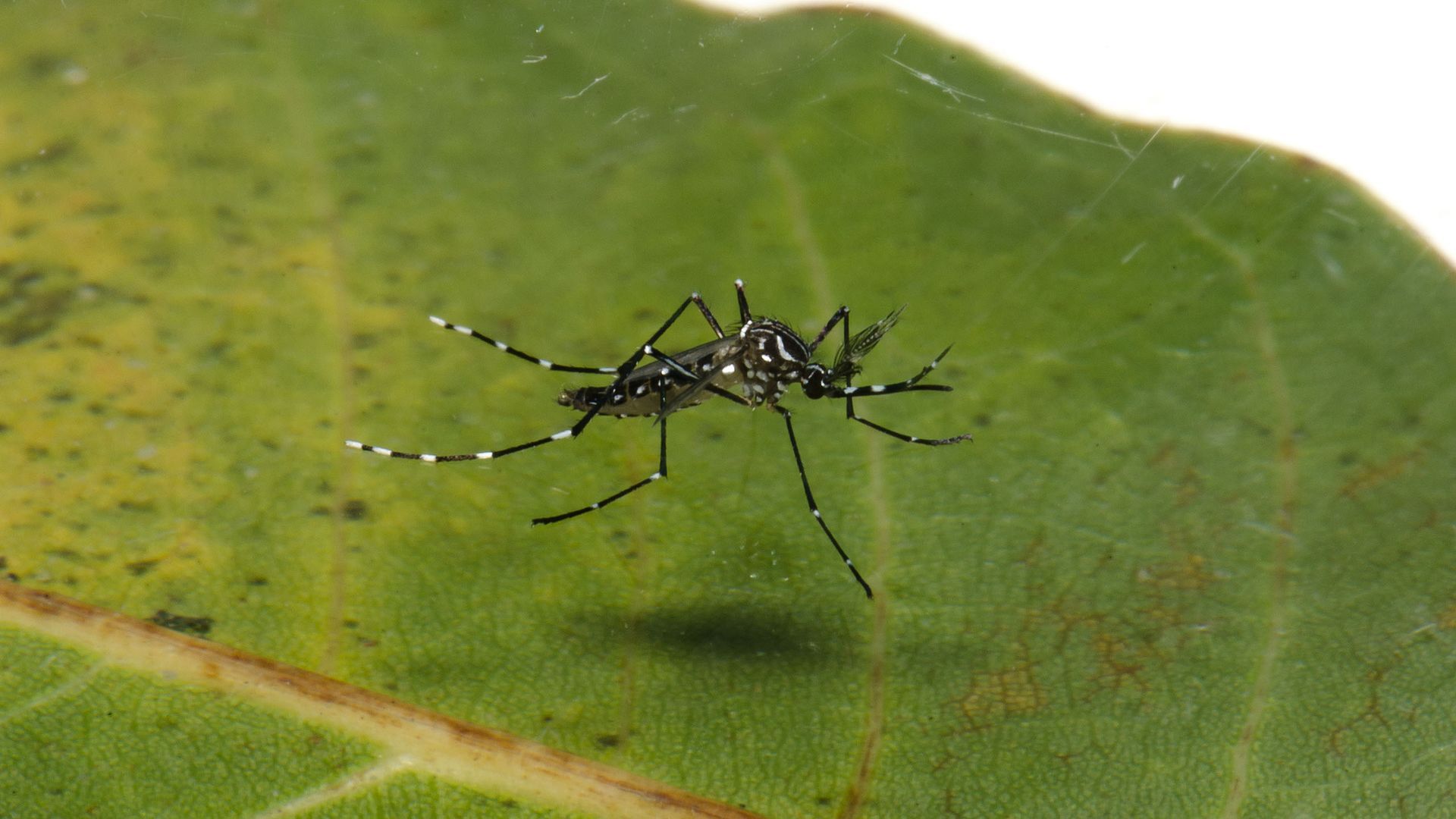 Mosquito Aedes aegypti transmissor da dengue