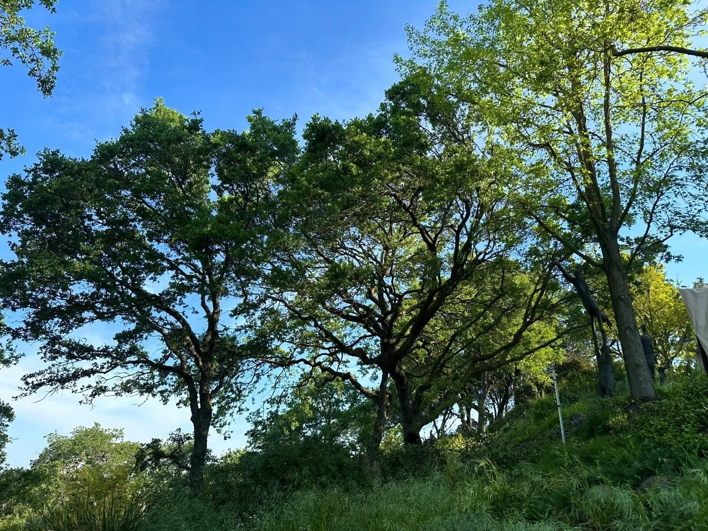 Sunny hillside with green trees against a bright blue sky