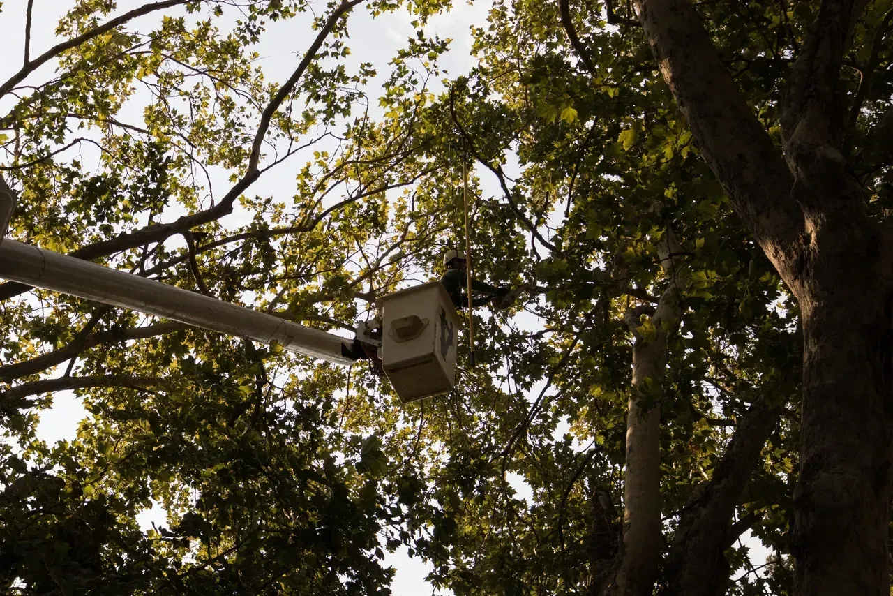 Traffic signal camera mounted on a pole among tree branches against a leafy sky