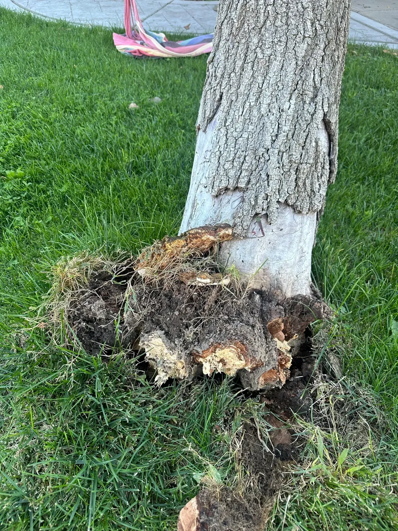 Tree trunk with severe rot and exposed roots at the base, beside green grass and a pink swing in the background