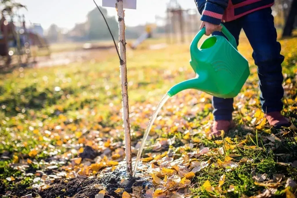 Child watering a small tree with a green watering can in a sunny autumn park