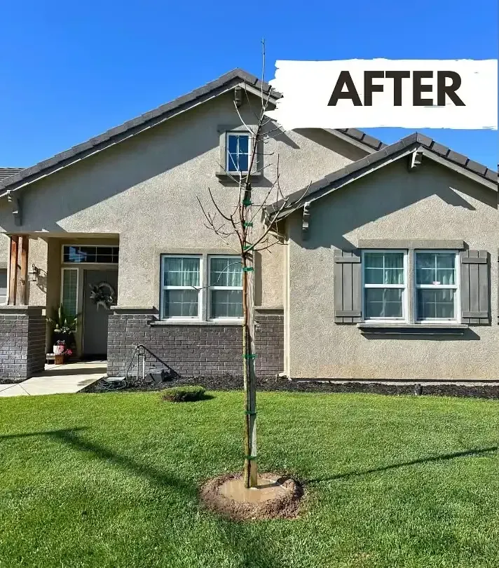 Front yard with green lawn, young tree, and beige house labeled “AFTER” above the roof.