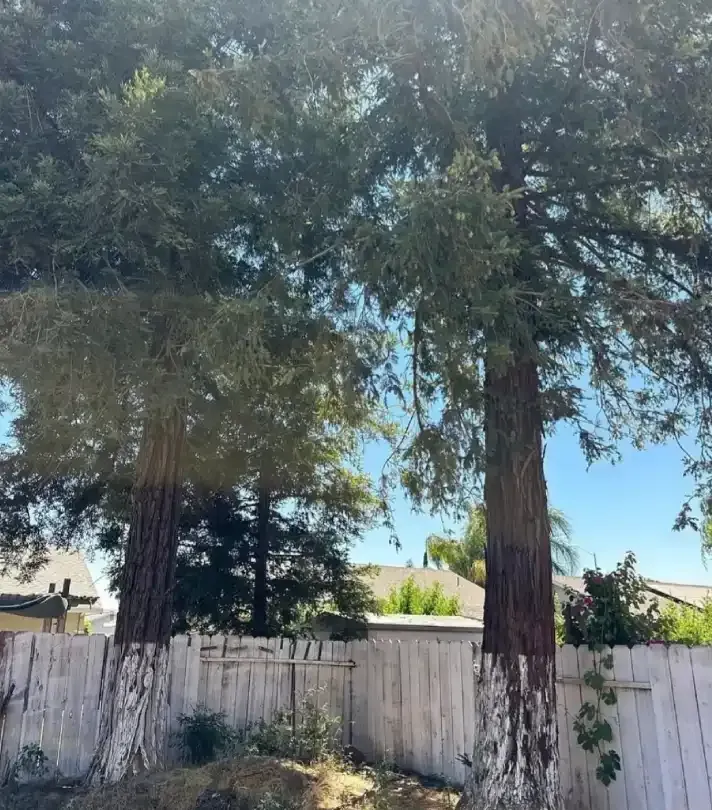 Two tall trees in a backyard beside a white wooden fence under a blue sky