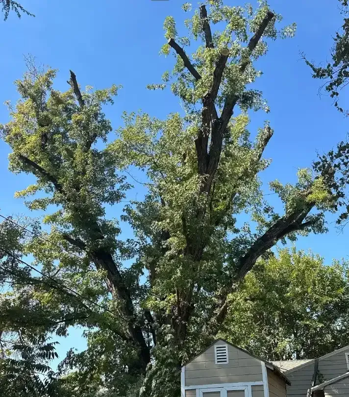 Tall tree with sparse green leaves against a blue sky, above a suburban house roofline.