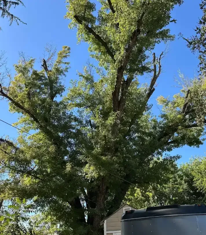 Tall green tree against a bright blue sky, with rooftops at the bottom edge.
