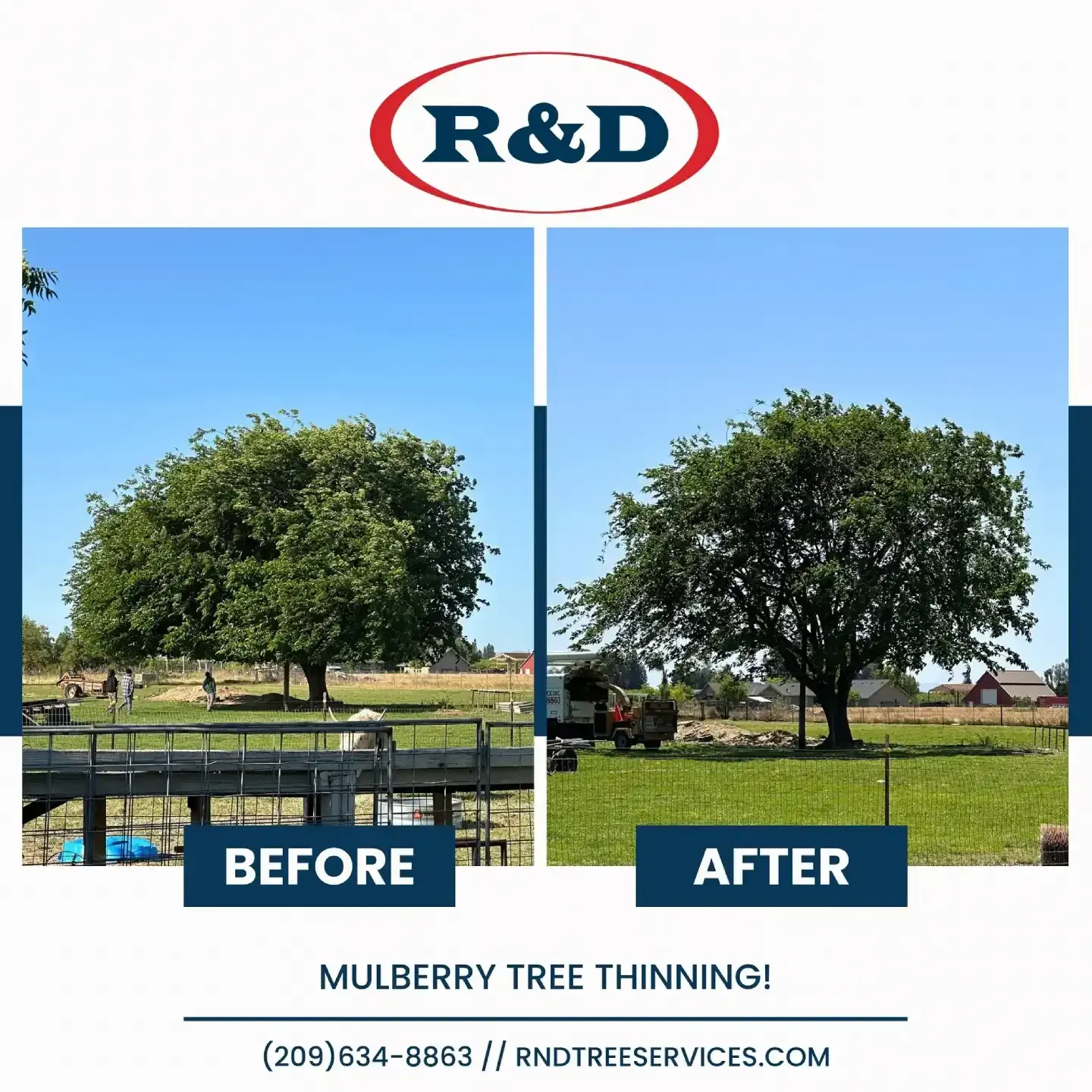 Before-and-after of a mulberry tree thinning: lush tree on left, trimmed tree on right.