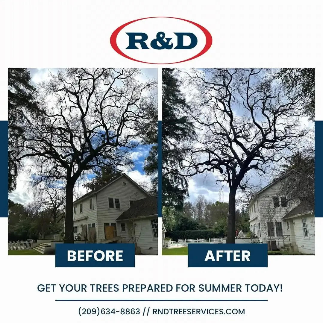 Before-and-after tree trimming beside a house, with R&D logo and “Get your trees prepared for summer today!”