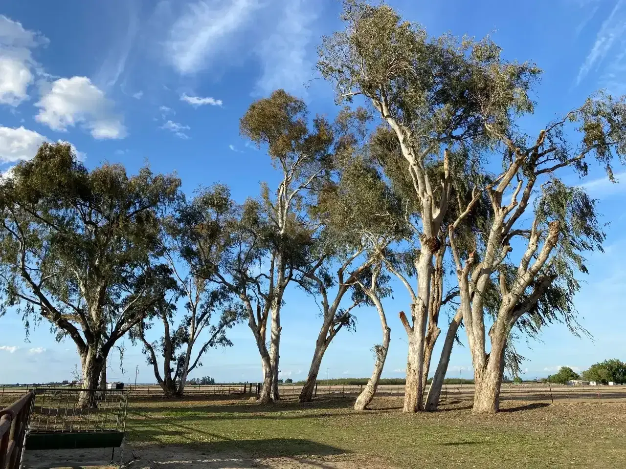 Scattered eucalyptus trees in a sunny field under a blue sky with clouds