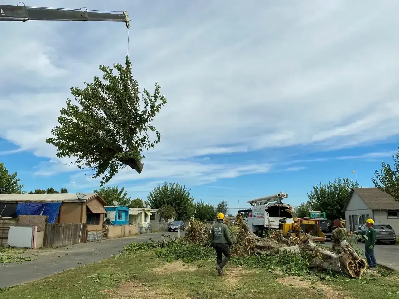 Worker guides a tree suspended from a crane in a cluttered yard under a cloudy sky.