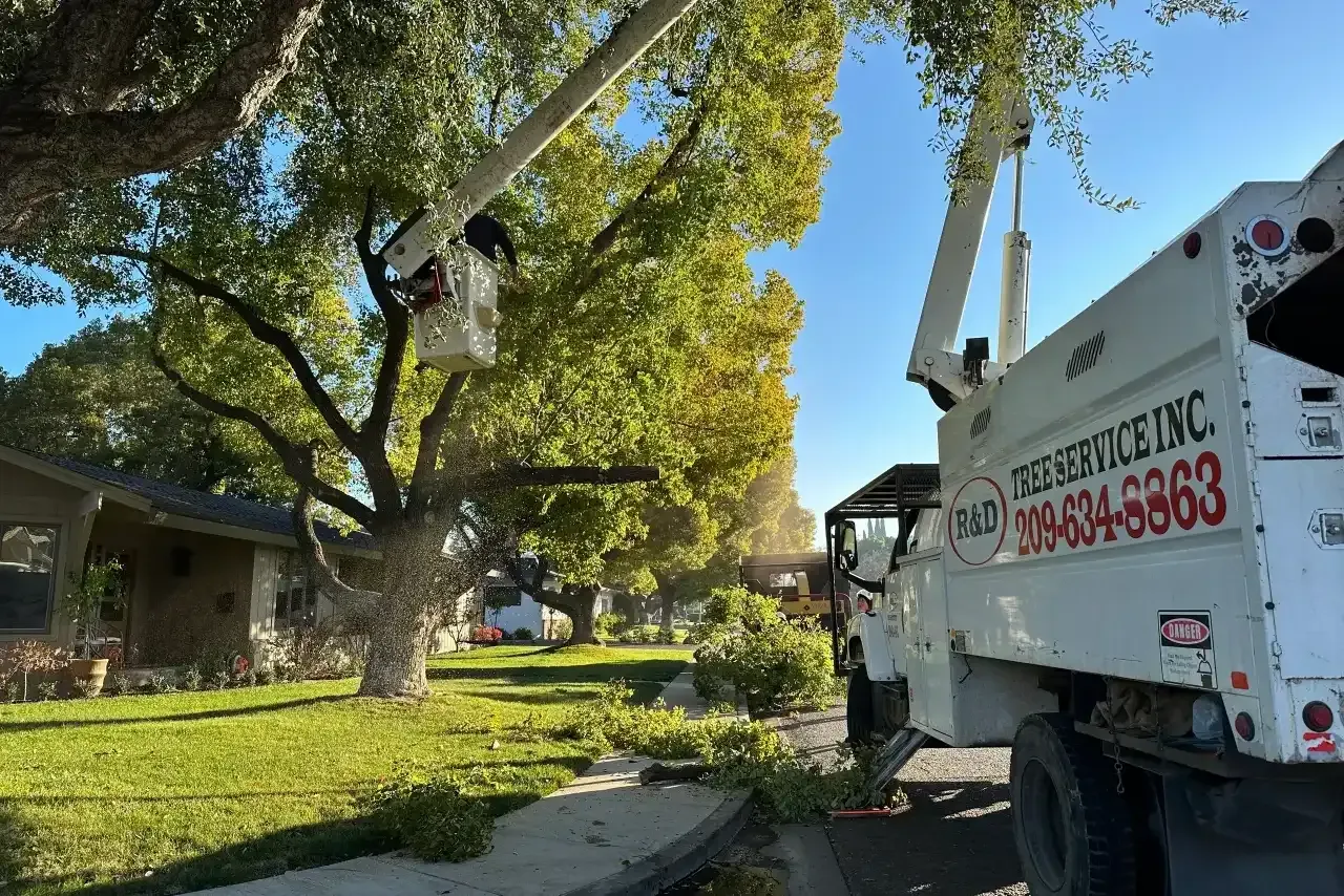 Tree removal truck working beside a large tree in a sunny residential yard