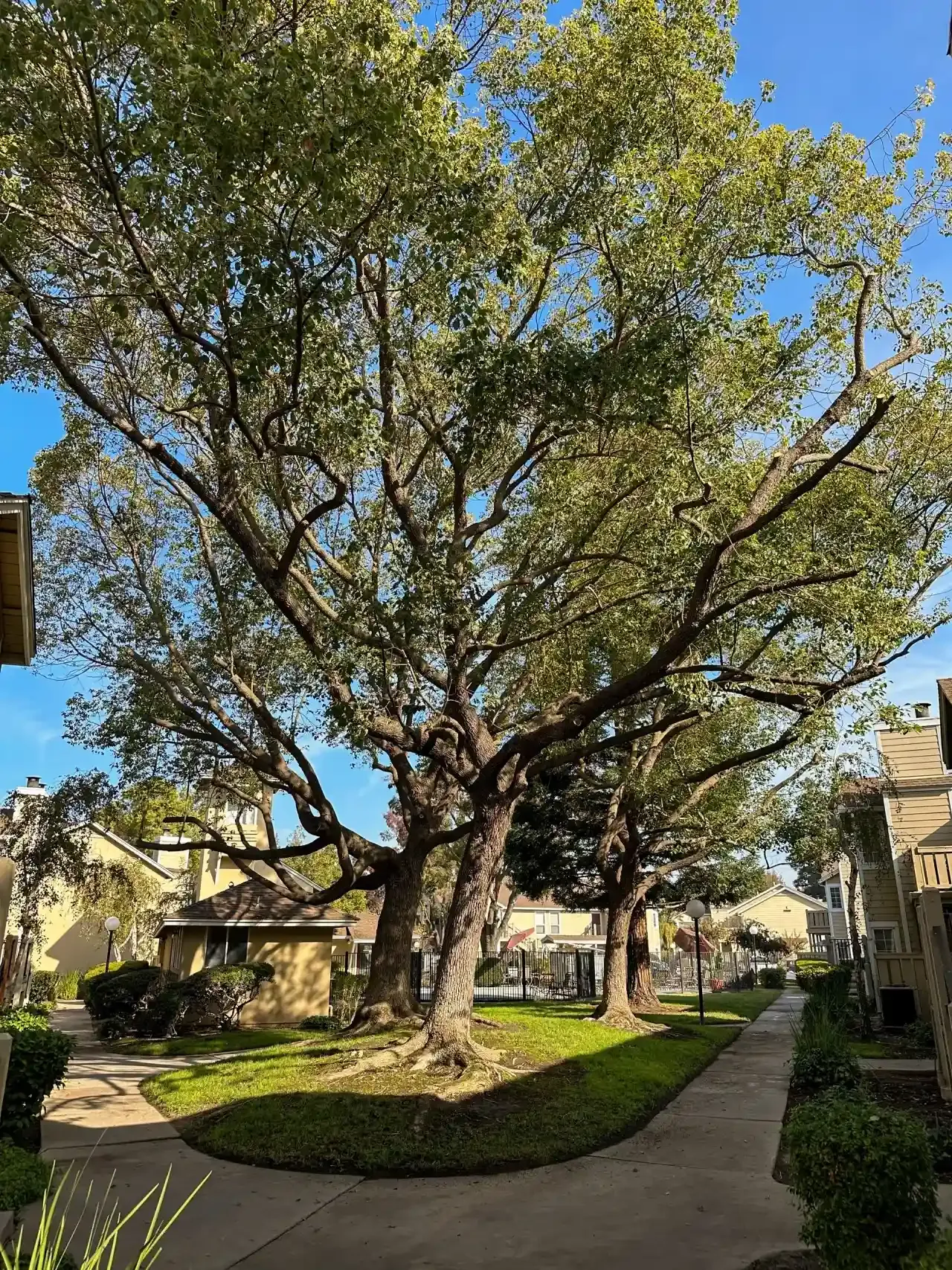 Large leafy tree in a sunny courtyard with sidewalks and apartment buildings.