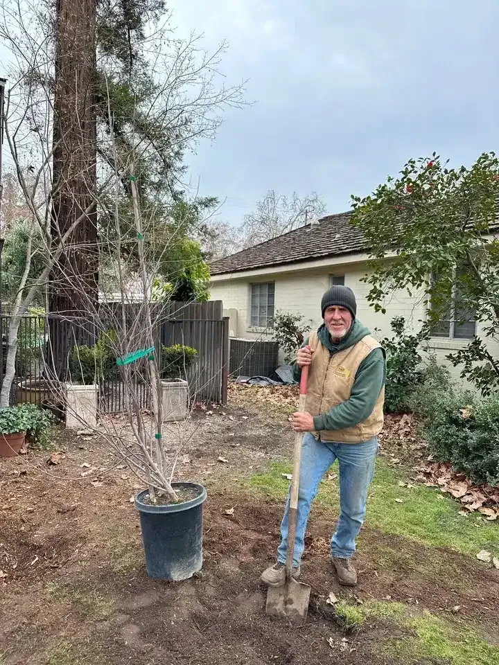 Person holding a young tree beside a planting hole in a backyard, with a house and shovel nearby.