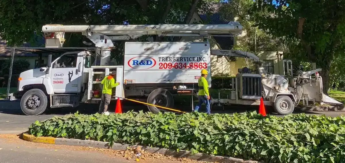 Utility truck with lift and workers trimming roadside trees beside a hedge