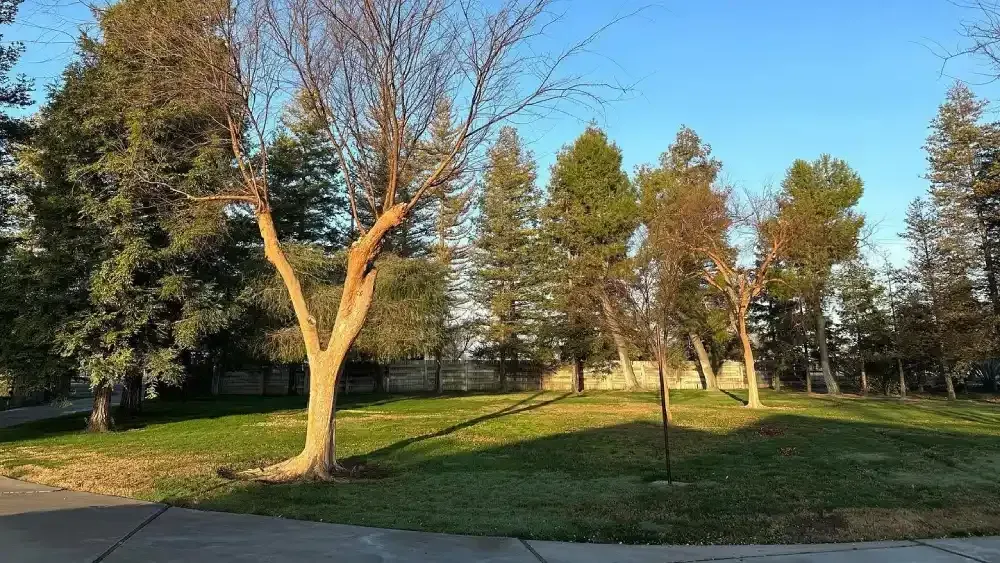 Sunlit park with trees, grassy lawn, and a sidewalk at the edge