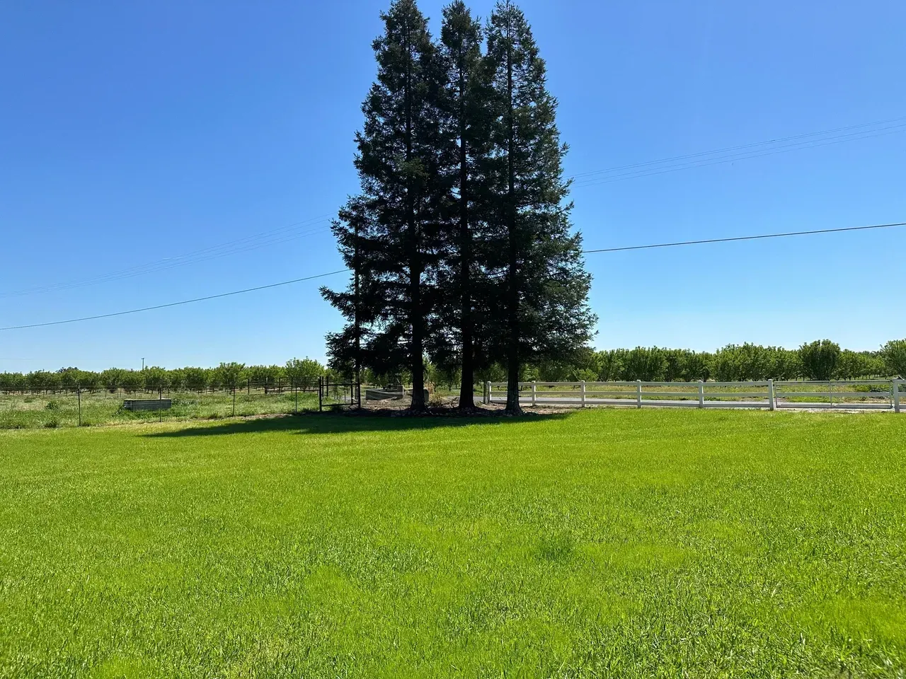 Grassy field with a cluster of tall evergreen trees under a clear blue sky