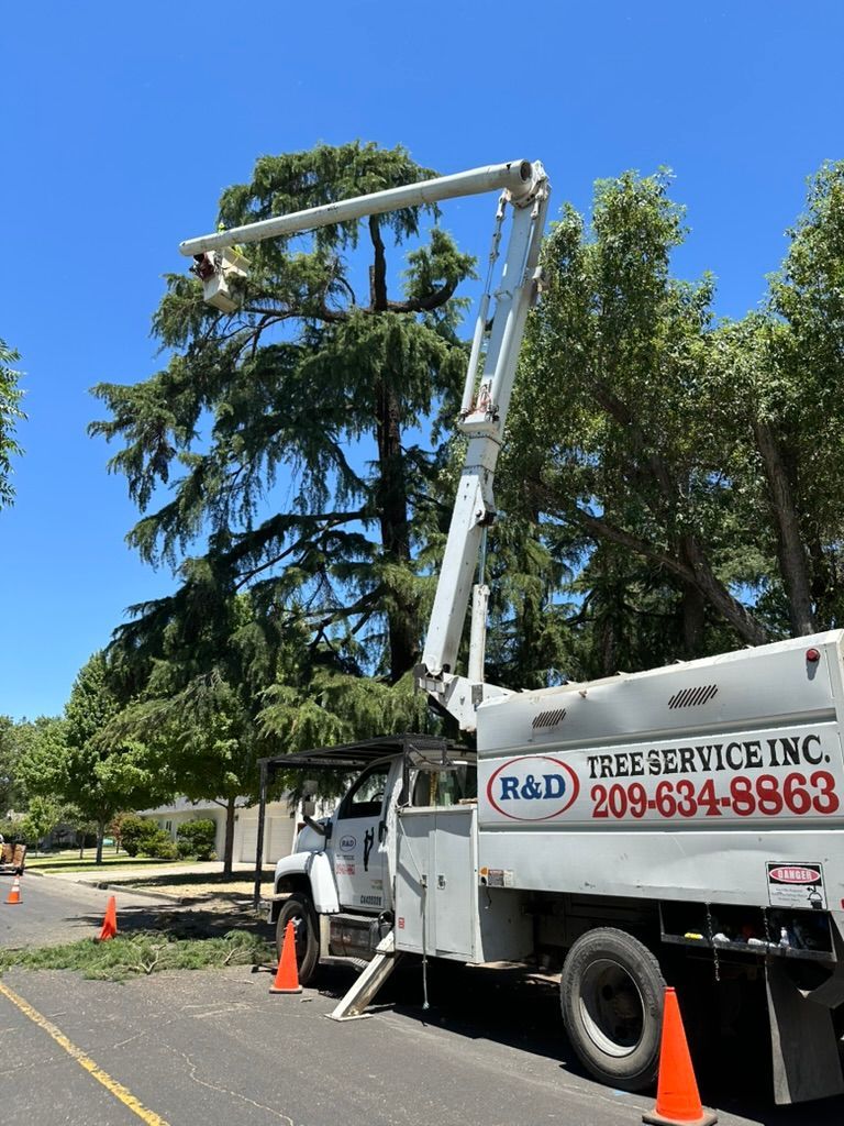 Tree service truck with bucket lift trimming a tall tree on a sunny street